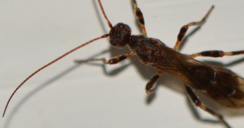 Réf. 297 319 : Wachsmannia spathiiformis